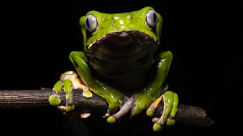 iboga-journey-magic-of-kambo