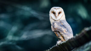 Beautiful barn owl bird in natural habitat sitting on old wooden rustic roof