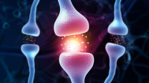 Human nervous system, Brain Activity and neurotransmitters