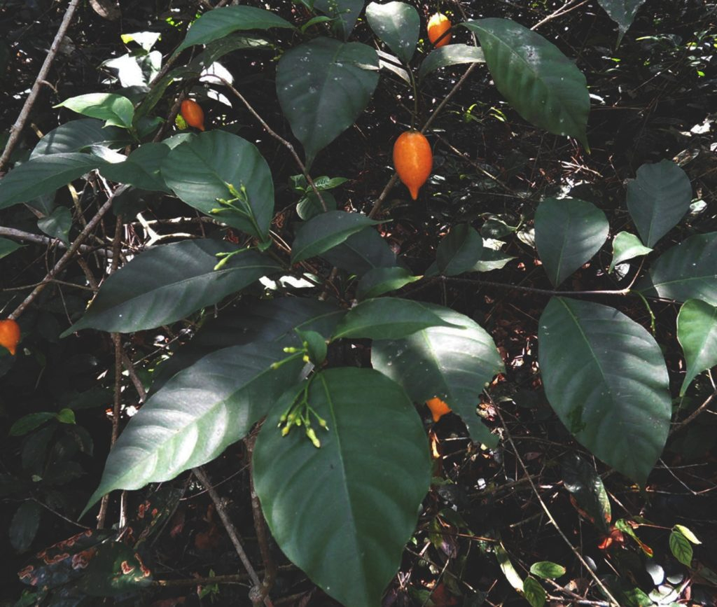 Iboga journey about iboga plant