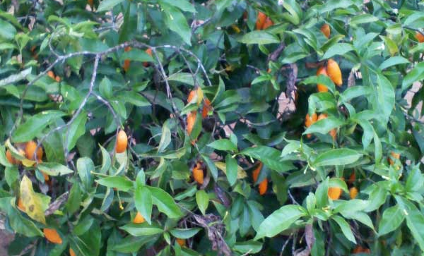 Iboga journey faq about iboga ibogaine ayahuasca